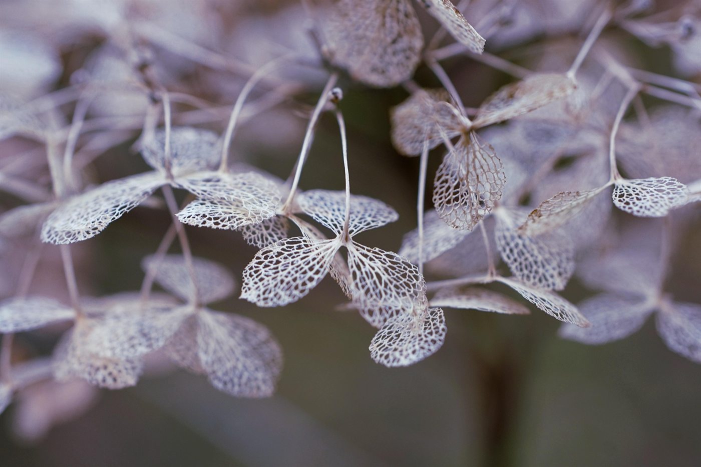 Filigrane Hortensienblüten im Winterlicht
