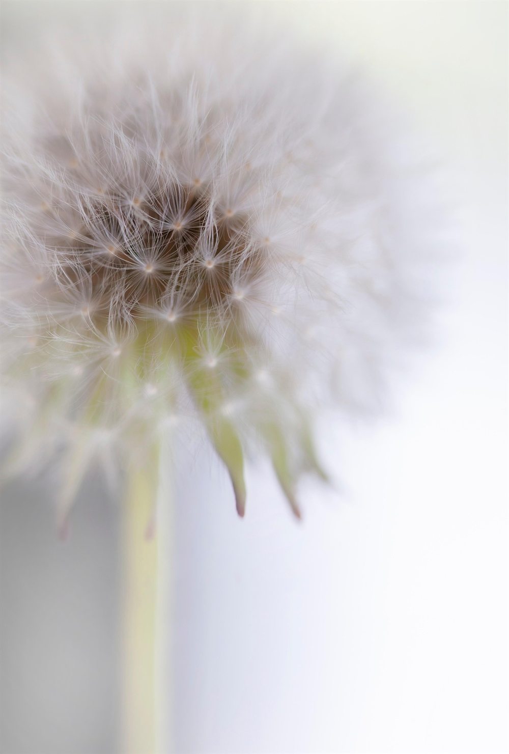 Pusteblume in weichem Licht