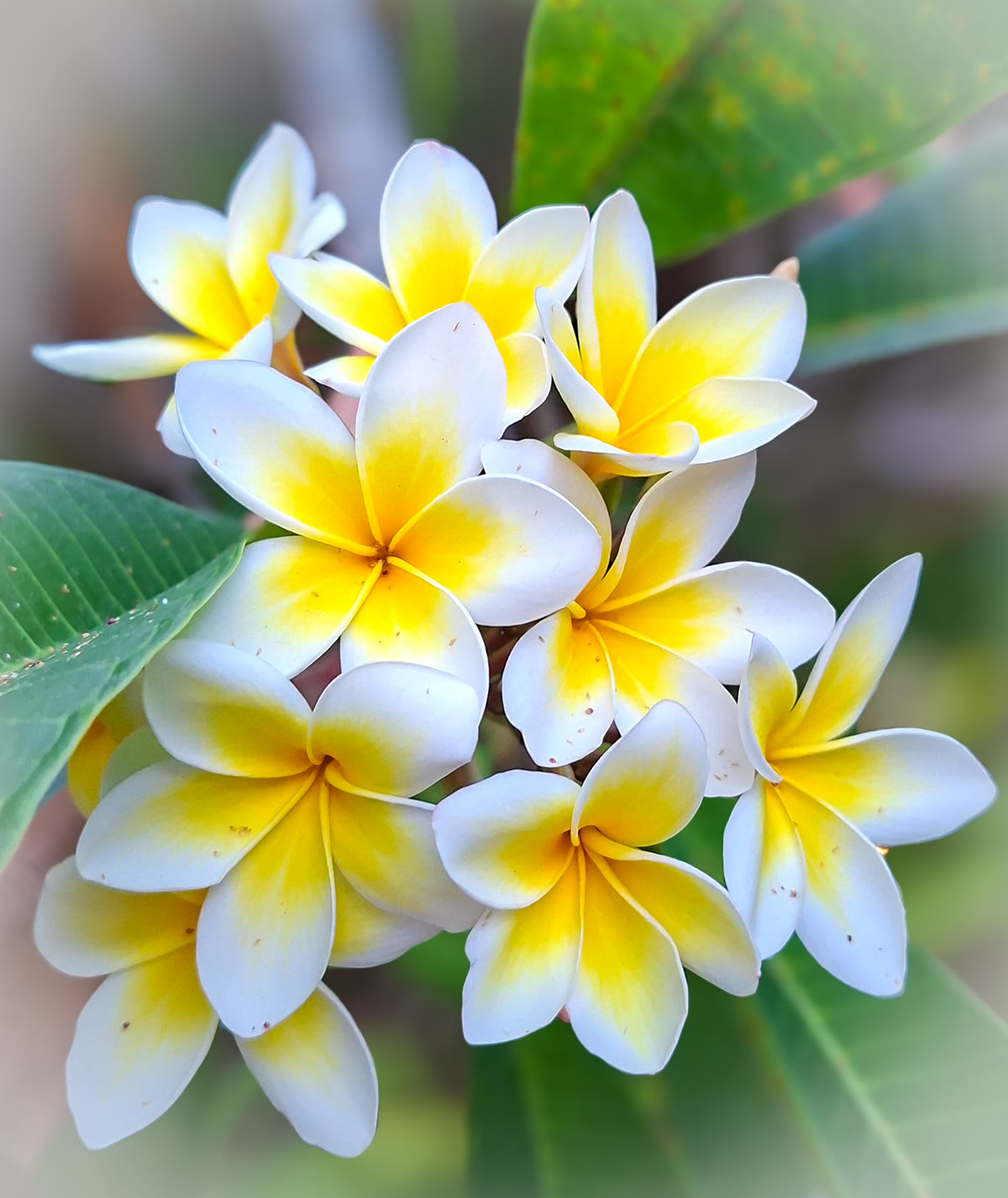 Weiß-gelbe Blüten – Sinnbild für die ayurvedische Tradition