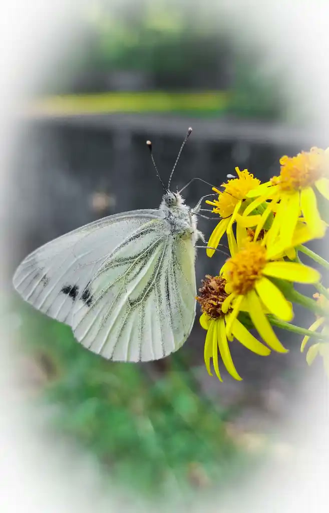 Ein heller Schmetterling auf gelben Blüten